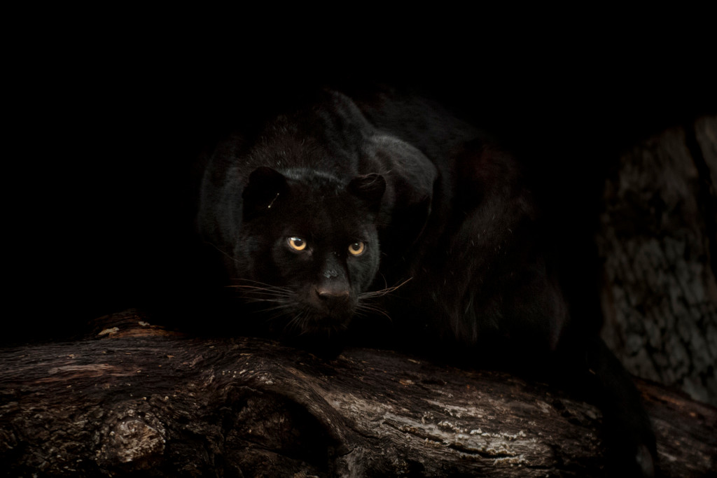 Crouching Black Panther Pictures Wall Decor Jungle Animal Pictures