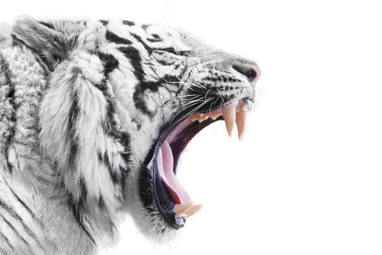 white tigers roaring