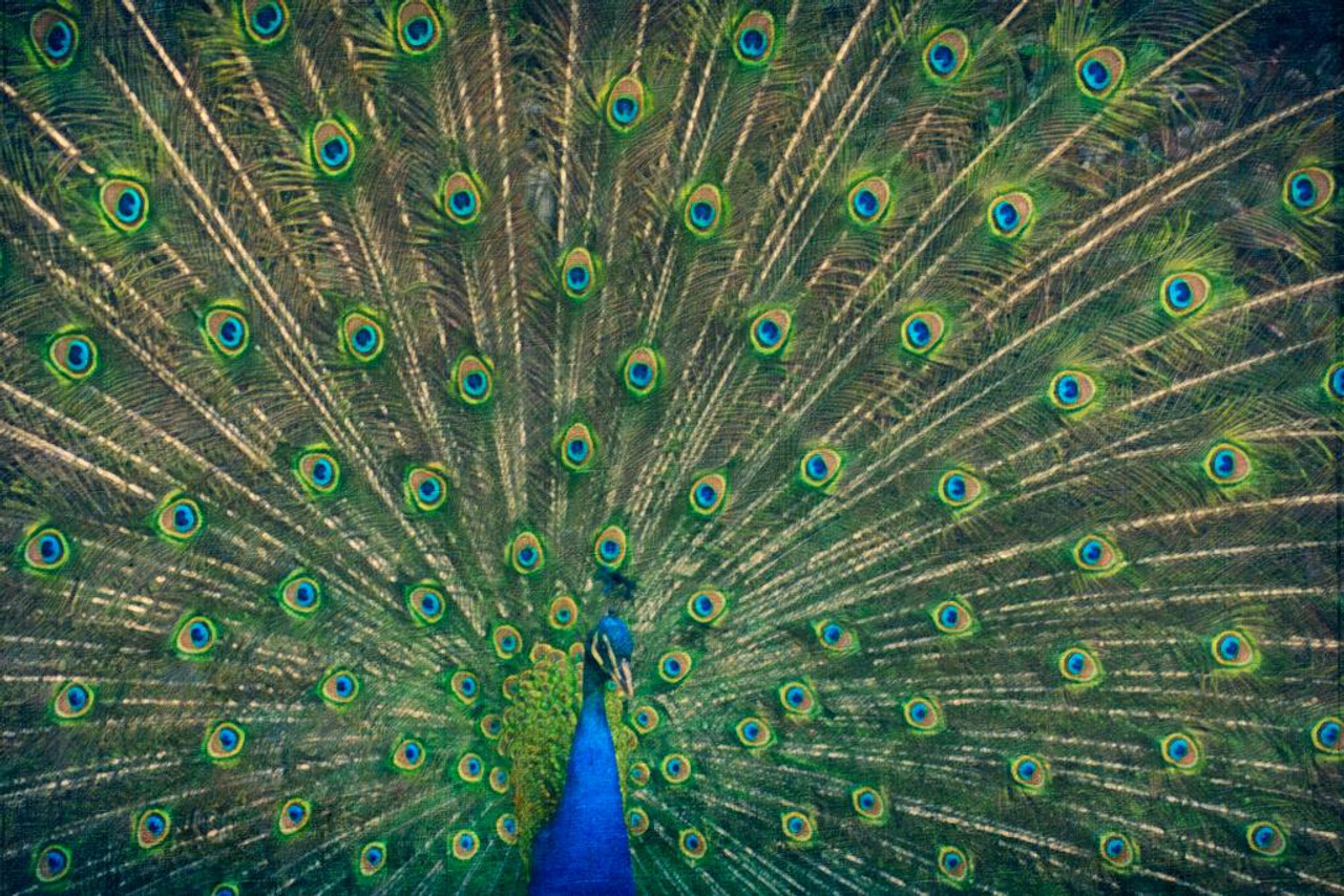 Peacock Feathers Spread Out Colorful Photo Peacock Photo Peacock Decor Wall  Art Peacock Wall Art Bird Prints Bird Pictures Wall Decor Feather Prints