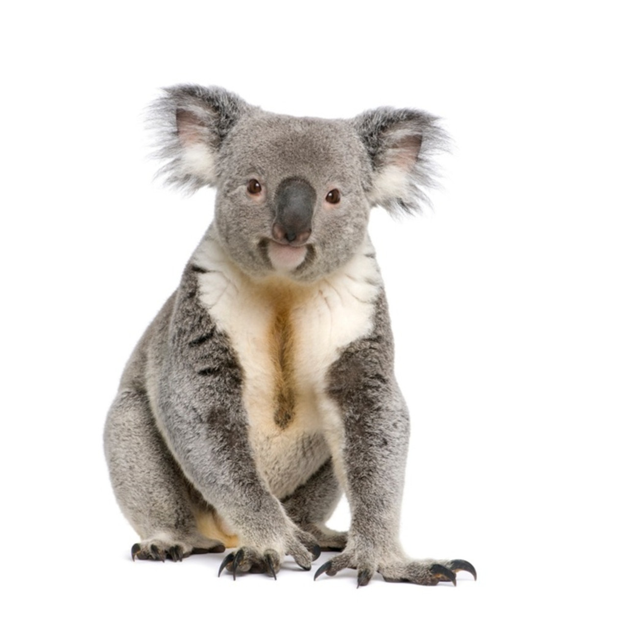 Cute Koala Bear Full Body Face Portrait Sitting With White