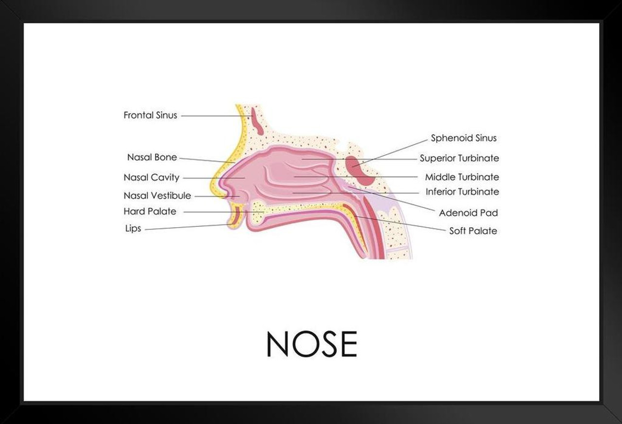 Human Nose Anatomy Diagram Educational Chart Art Print Stand or Hang ...