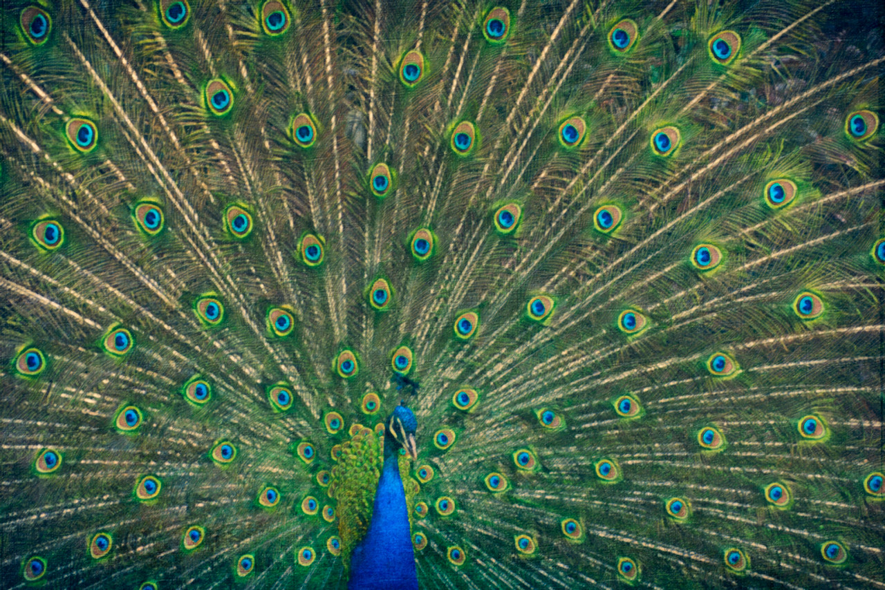 Peacock Feathers Spread Out Colorful Photo Peacock Photo Peacock