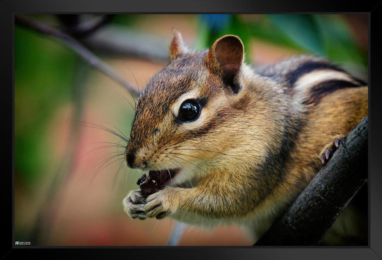 Chipmunk Nature HD Desktop Wallpaper 114841 - Baltana