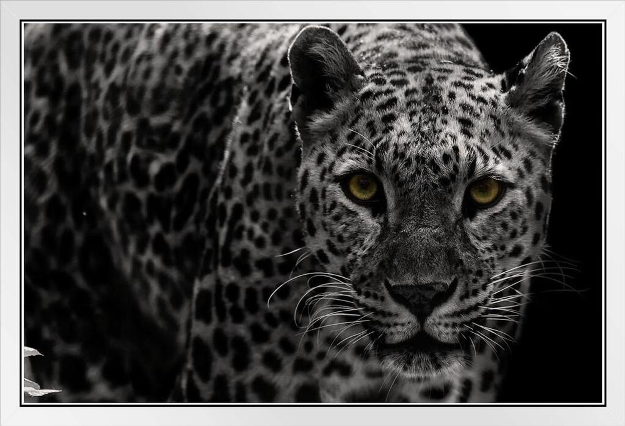 Leopard Close Up Black and White Leopard Pictures Wall Decor Jungle Animal  Pictures for Wall Posters of Wild Animals Jungle Leopard Print Decor Animal  Wall Decor White Wood Framed Art Poster 20x14 
