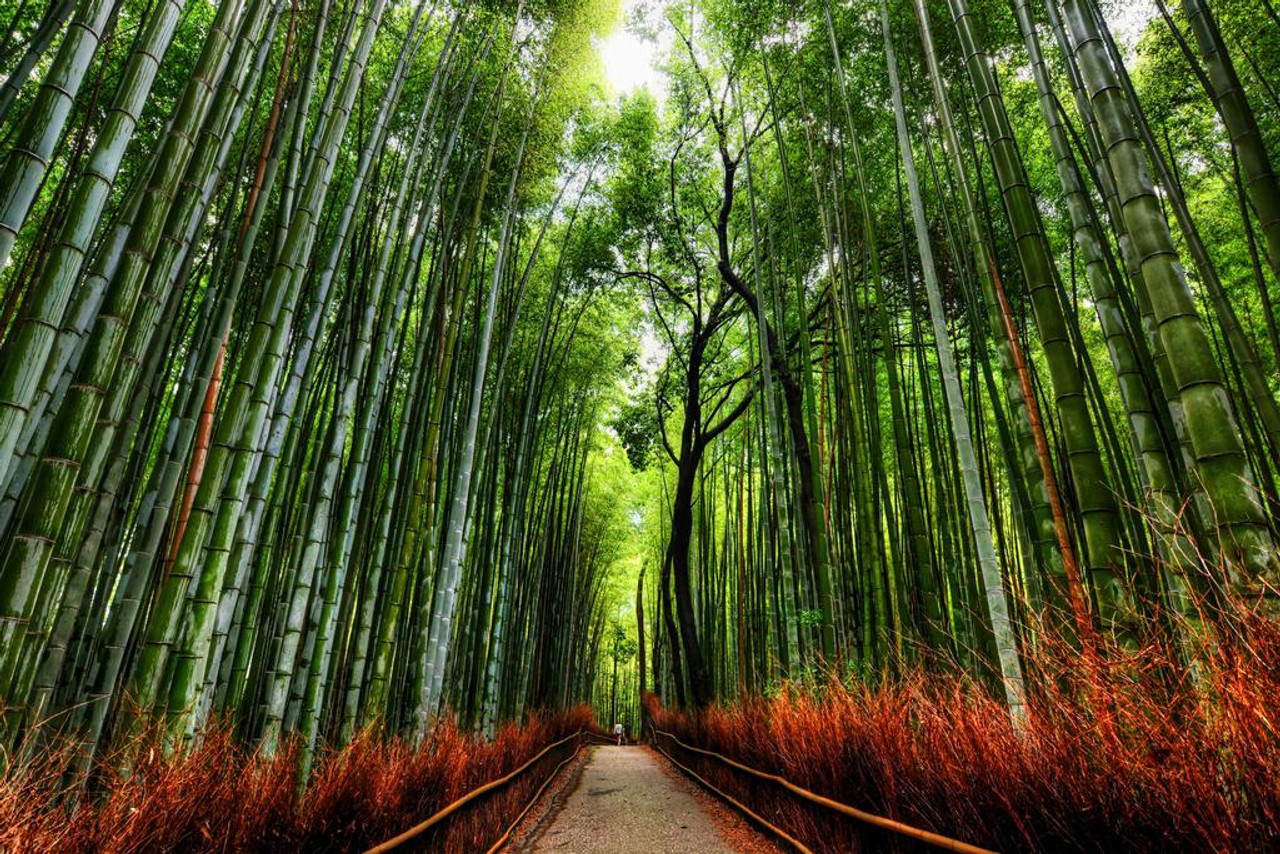 Bamboo Forest Trees With Path in Kyoto Japan Photo