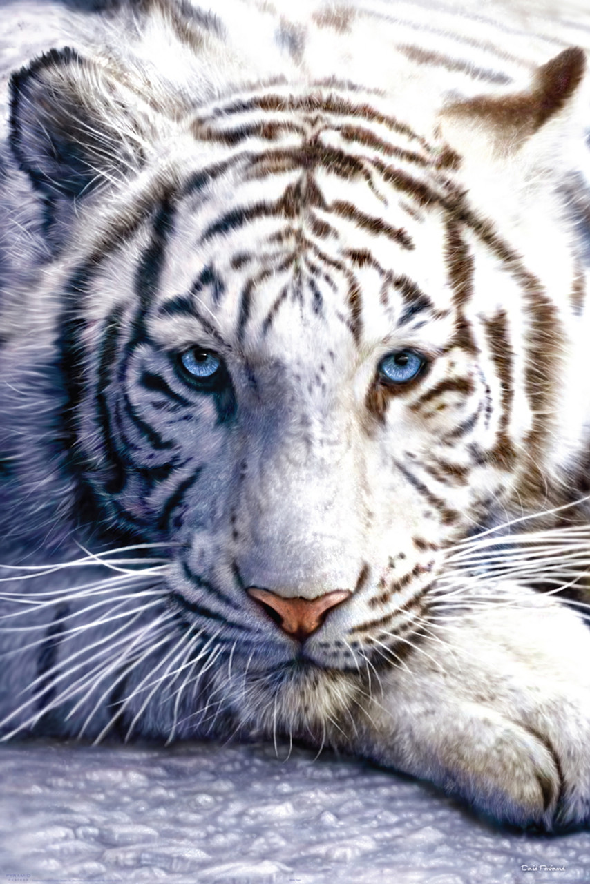 cool white tiger images