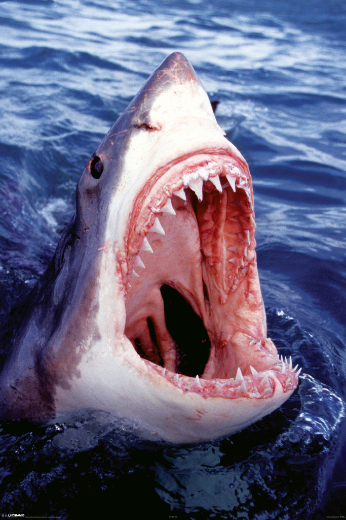 SHARK ポスター Amazon.com: Great White Shark with Jaws Open Shark Posters For