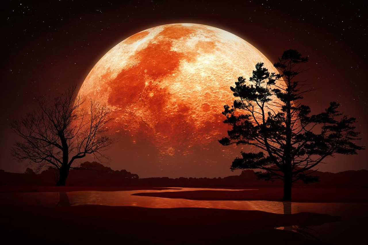 Full Moon Glowing Behind Trees Illustration Cool Wall Art