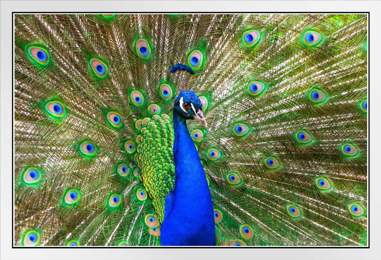 Peacock Feathers Spread Plumage Colorful Peacock Photo Peacock Decor Wall  Art Peacock Wall Art Bird Prints Bird Pictures Wall Decor Feather Prints  Animal White Wood Framed Poster 14x20 - Poster Foundry