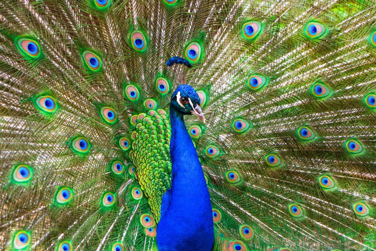 Laminated Peacock Feathers Spread Plumage Colorful Peacock Photo Peacock  Decor Wall Art Peacock Wall Art Bird Prints Bird Pictures Wall Decor  Feather