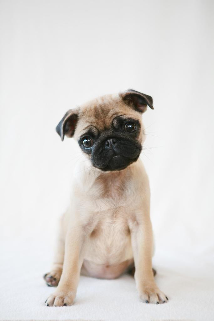 Animal Show Me The Cutest Puppy In The World Baby Show Me Little