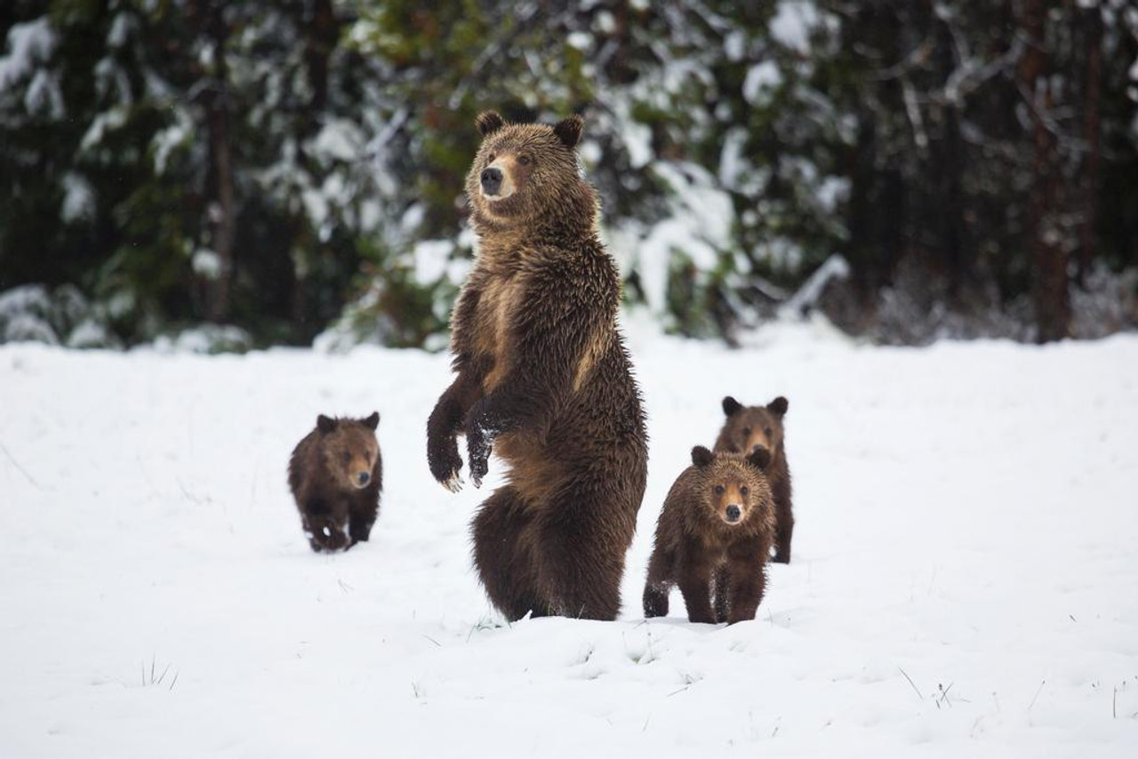 Grizzly Sow and Cubs in Snow Photo Photograph Big Bear Poster Large Bear  Picture of a Bear Posters for Wall Bear Print Wall Art Bear Pictures Wall  Decor Cool Wall Decor Art