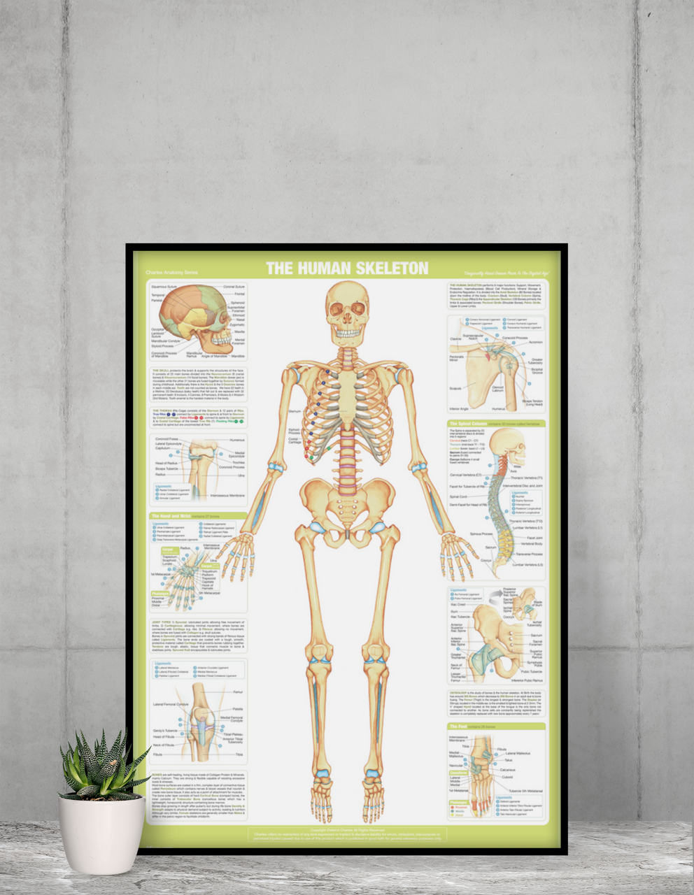 Skeletal System Poster