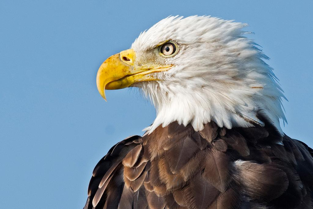 Mascots Go Eagles Green Textured America Sports Bird Pictures Wall Decor  Beautiful Art Feather Prints Wall Art Wildlife Animal Bird Of Prey Bird