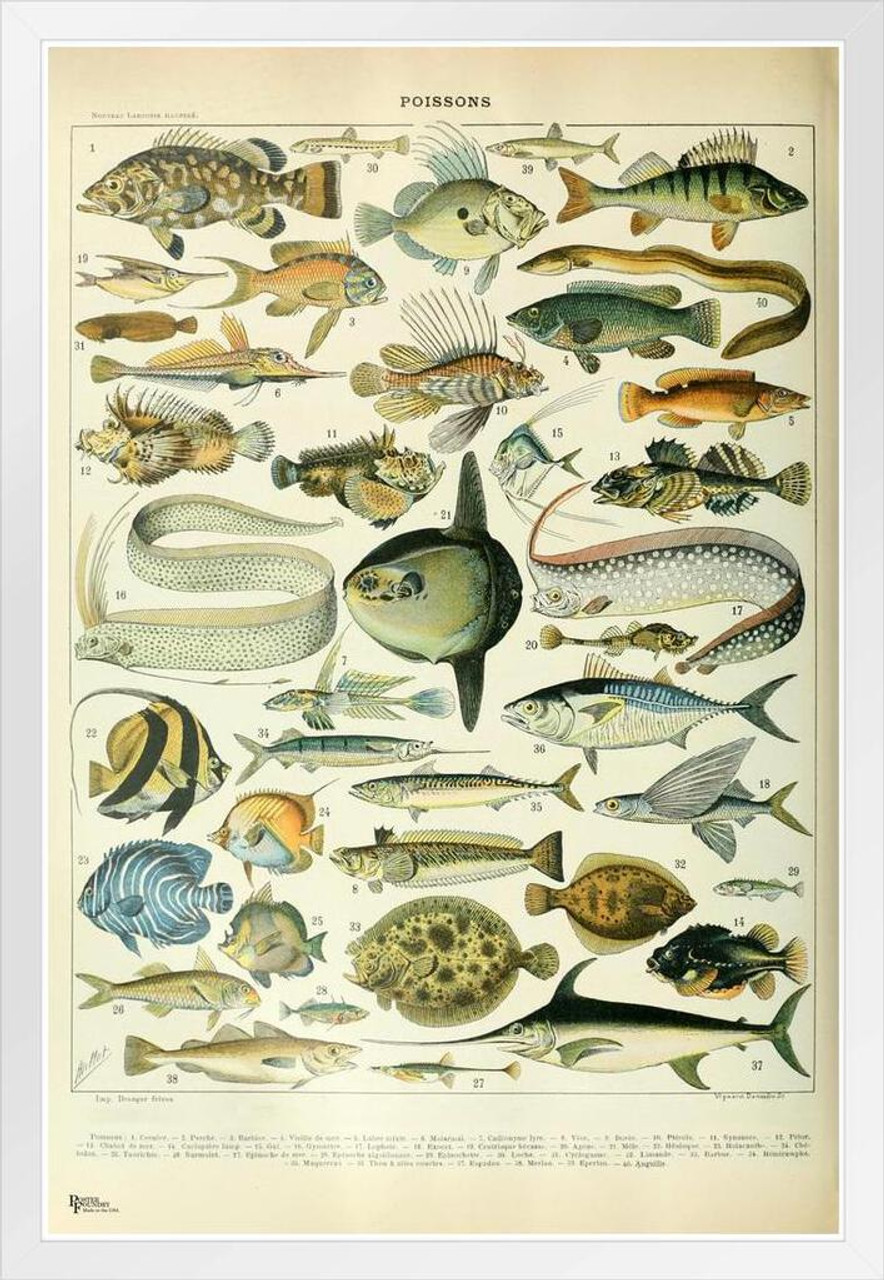 Exotic Fish Poissons Cottagecore Room Decor Ocean Sea Freshwater Chart  Retro Botanical Nature Vintage Aesthetic Indie Decor Science Education Dorm  Bedroom White Wood Framed Poster 14x20 - Poster Foundry