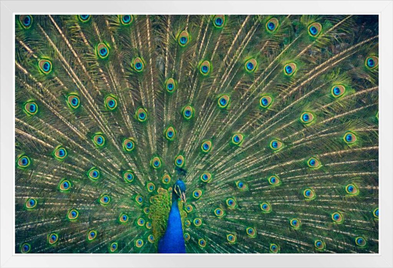 Peacock Feathers Spread Out Colorful Photo Peacock Photo Peacock Decor Wall  Art Peacock Wall Art Bird Prints Bird Pictures Wall Decor Feather Prints  Wall Art White Wood Framed Poster 14x20 - Poster