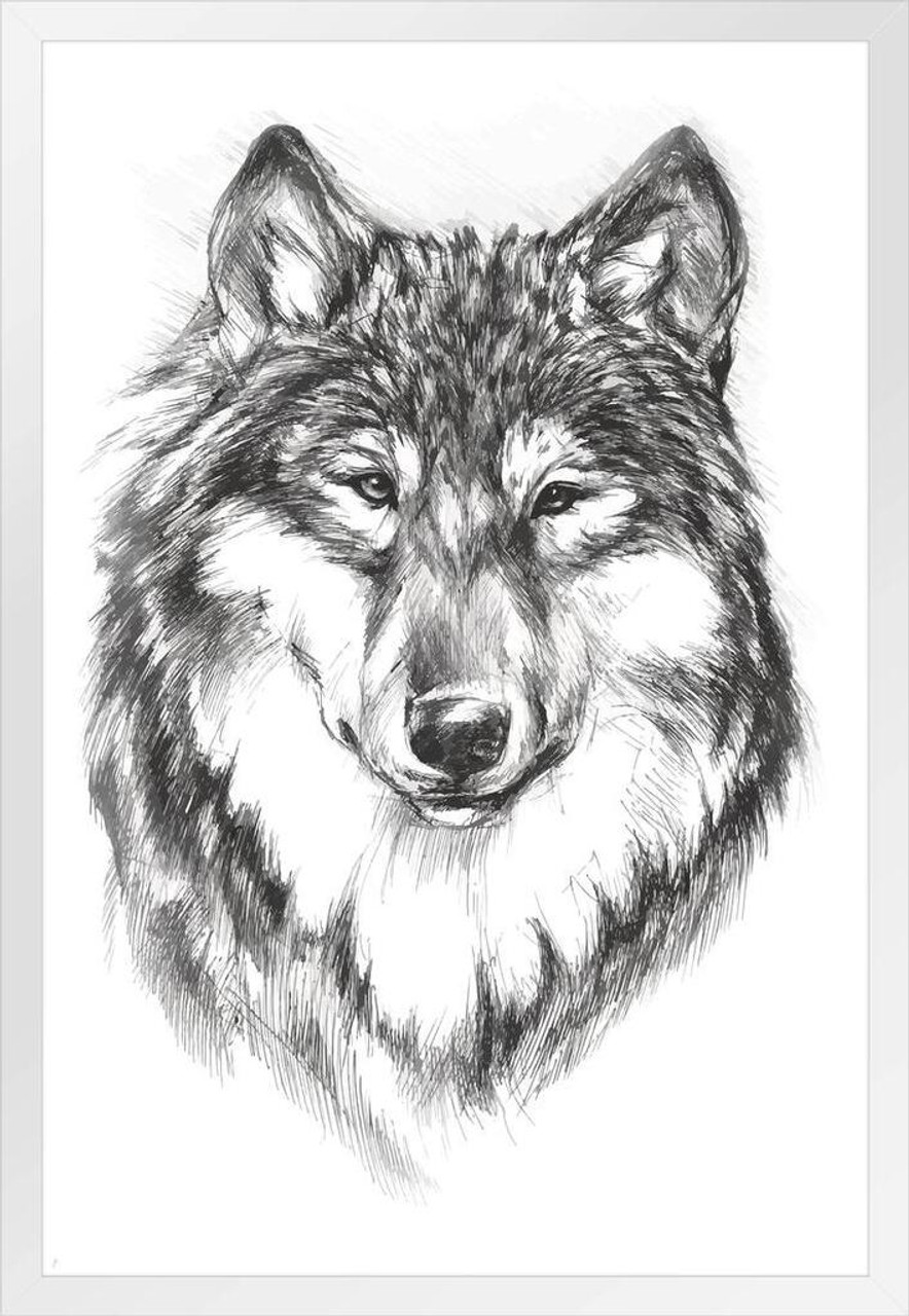 520+ Drawing Of A Wolf Face Outline Stock Illustrations, Royalty-Free  Vector Graphics & Clip Art - iStock