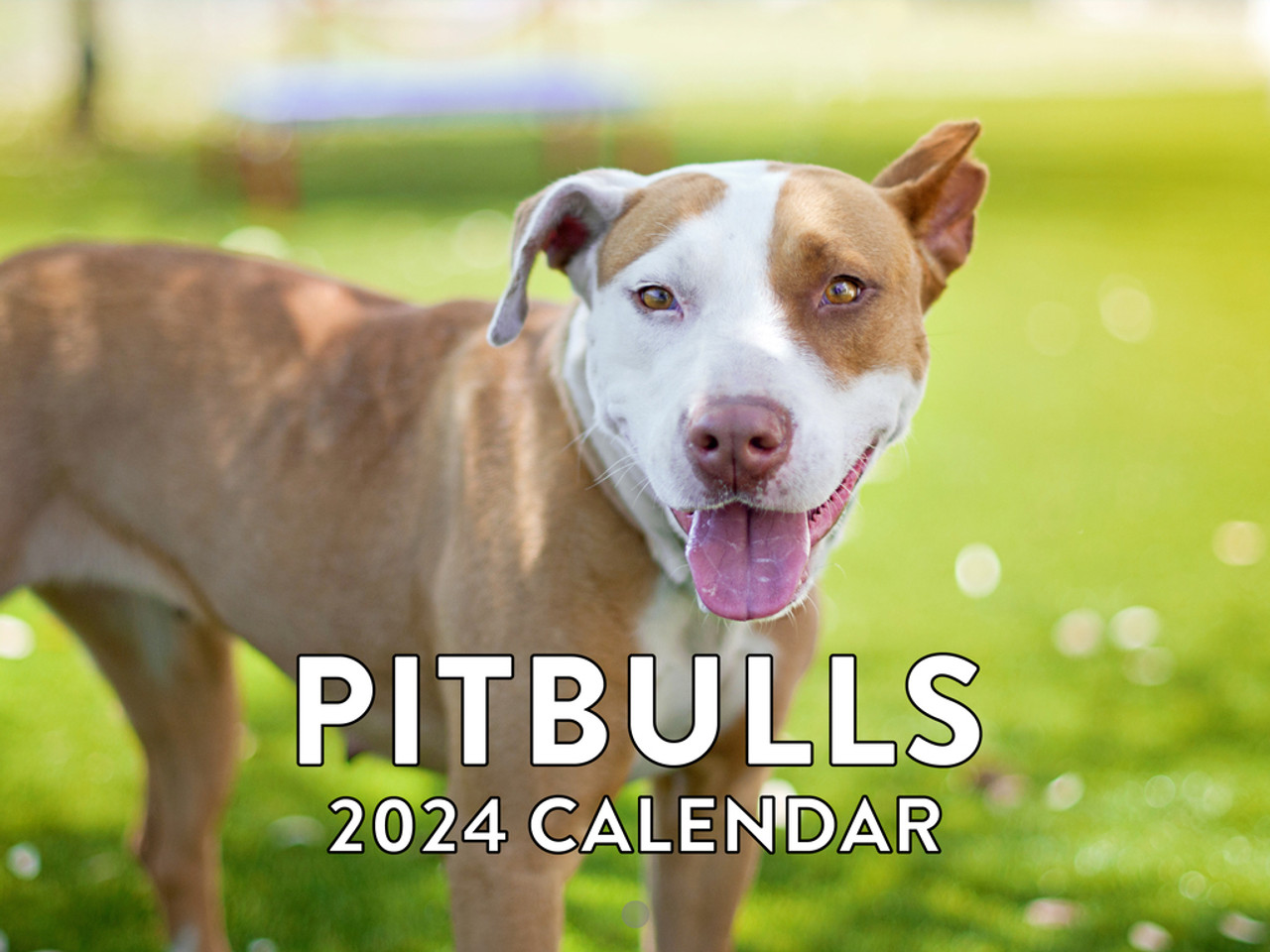 Pitbull Calendar 2024 Pitt Bull Gifts Wall Monthly Calender Dog Breed
