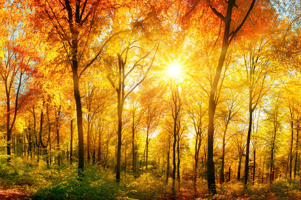 Sunlight Through Lush Foliage of Autumn Photo Photograph Cool Wall