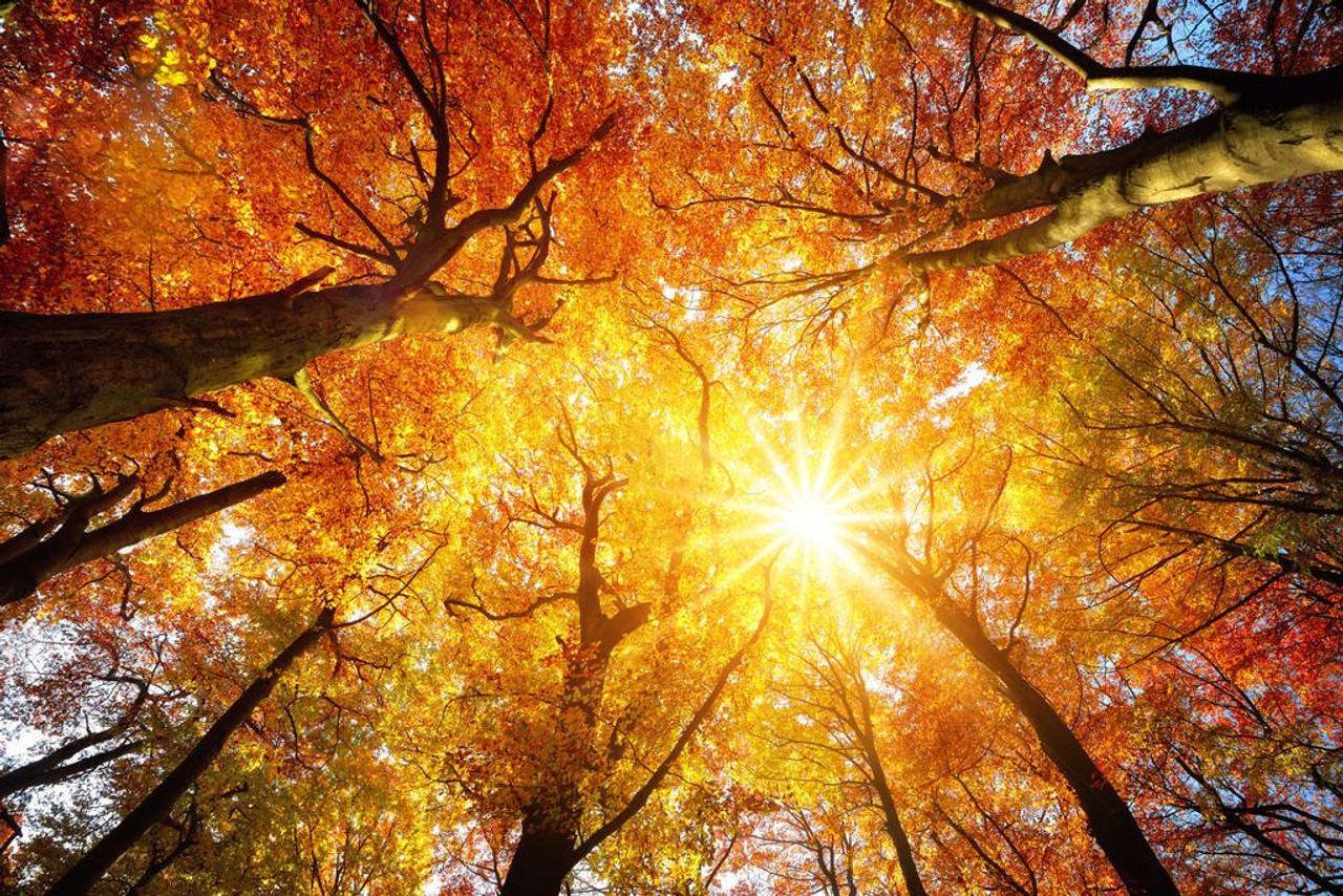 Autumn Sun Shining Through Tree Canopy Photo Photograph Cool