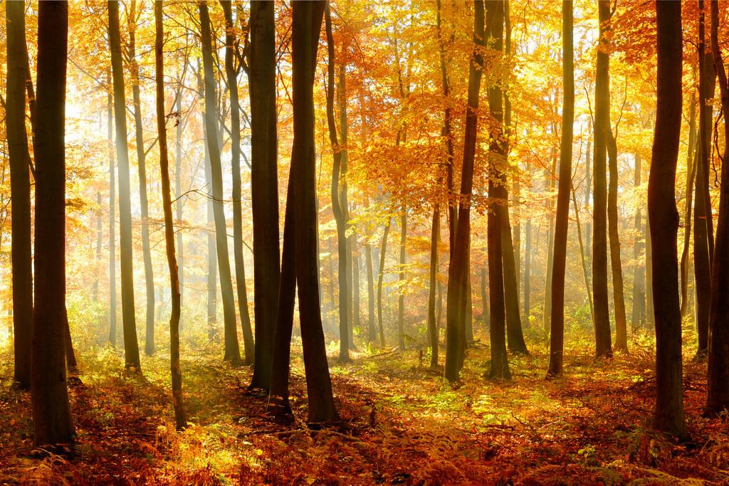 Autumn Beech Tree Forest Illuminated by Sunlight Photo Photograph