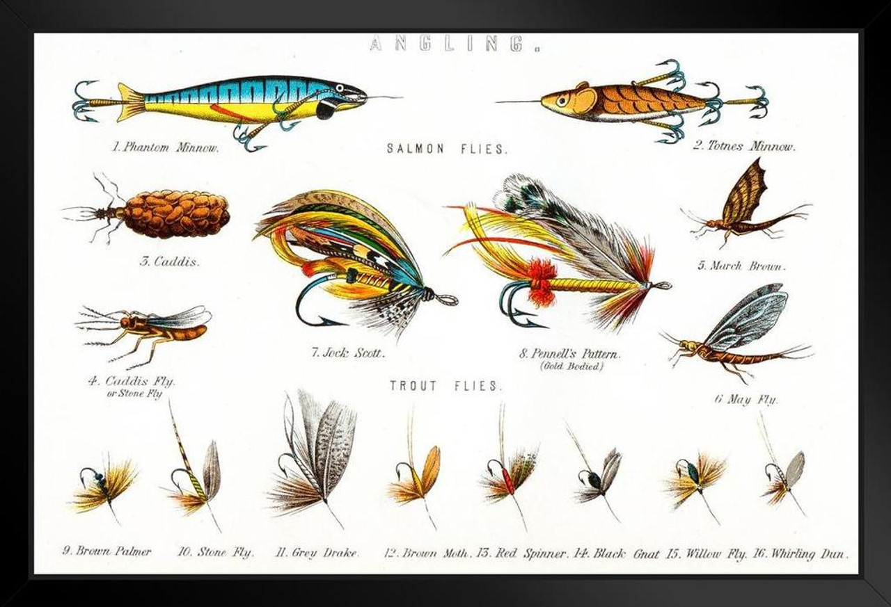 Angling Salmon and Trout Flies Illustration Black Wood Framed Art Poster  20x14 - Poster Foundry