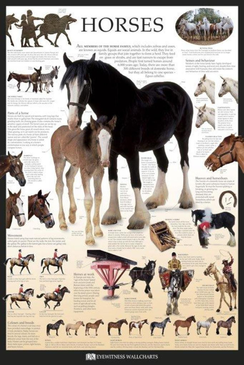 Horse Wall Charts