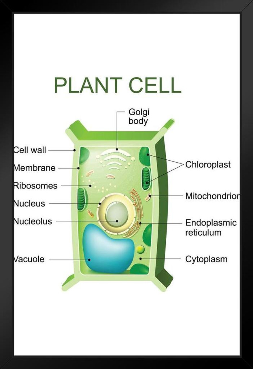 34 Plant Cell Label Diagram - Labels Information List