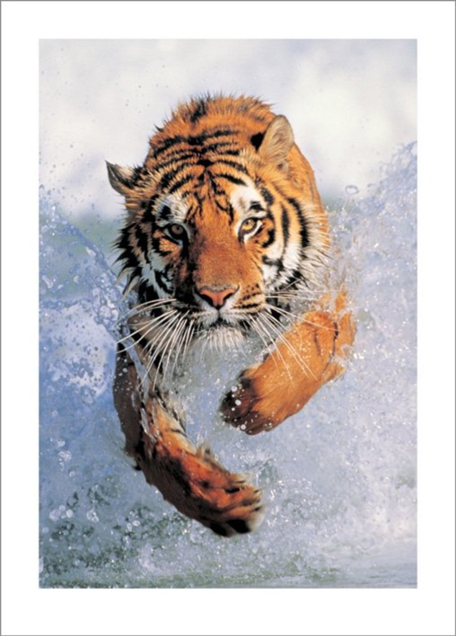 bengal tigers running