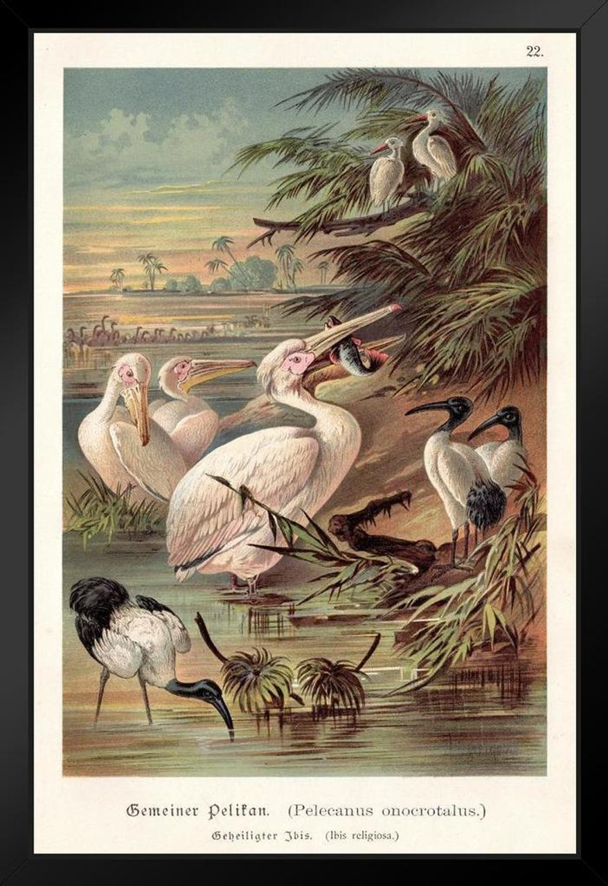 Gemeiner Pelican Great White Pelican Vintage Illustration Bird