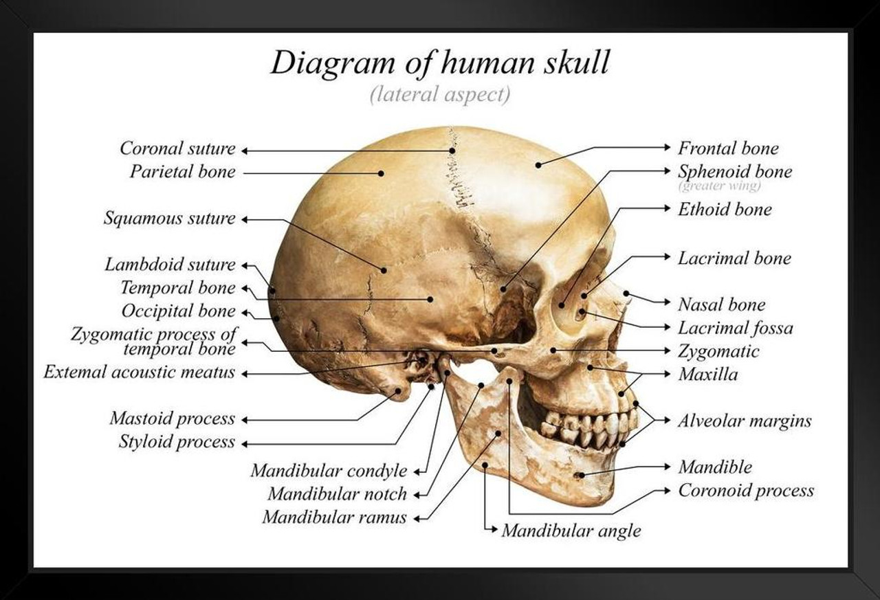 Human Skull Diagram Anatomy Educational Chart Black Wood Framed Poster