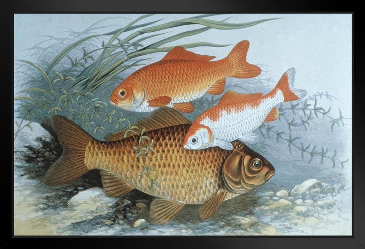Three Fish Swimming Underwater Fine Art Cool Fish Poster Aquatic Wall Decor  Fish Pictures Wall Art Underwater Picture of Fish for Wall Wildlife Reef  Poster Black Wood Framed Art Poster 20x14 