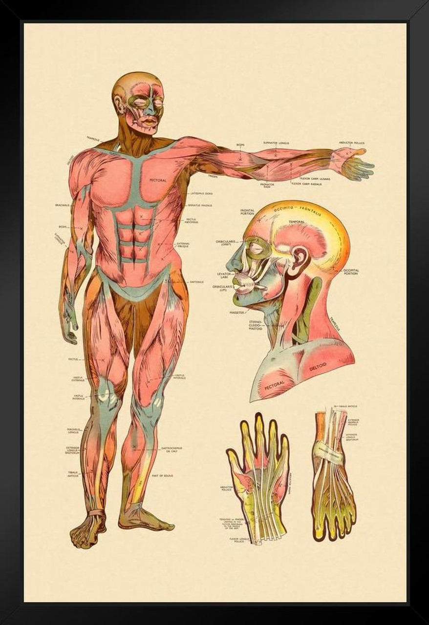 Anatomical Chart Of The Human Body