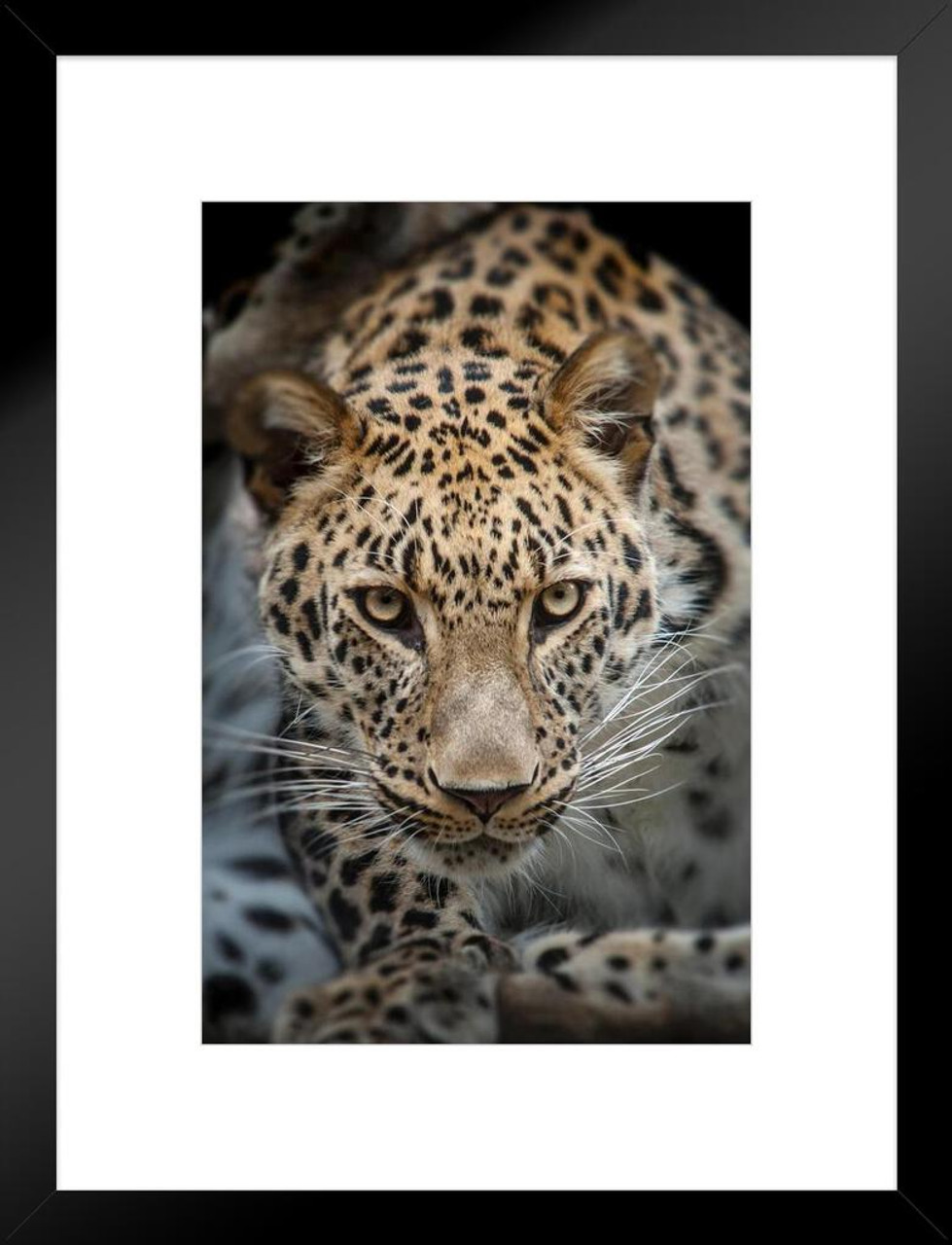 Close Up of Angry Leopard Photo Leopard Pictures Wall Decor Jungle Animal  Pictures for Wall Posters of Wild Animals Jungle Leopard Print Decor Animal  Wall Decor Matted Framed Art Wall Decor 20x26 
