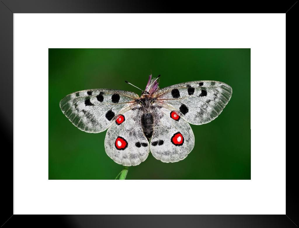 Parnassius Apollo Mountain Apollo Butterfly Photo Art Print Matted