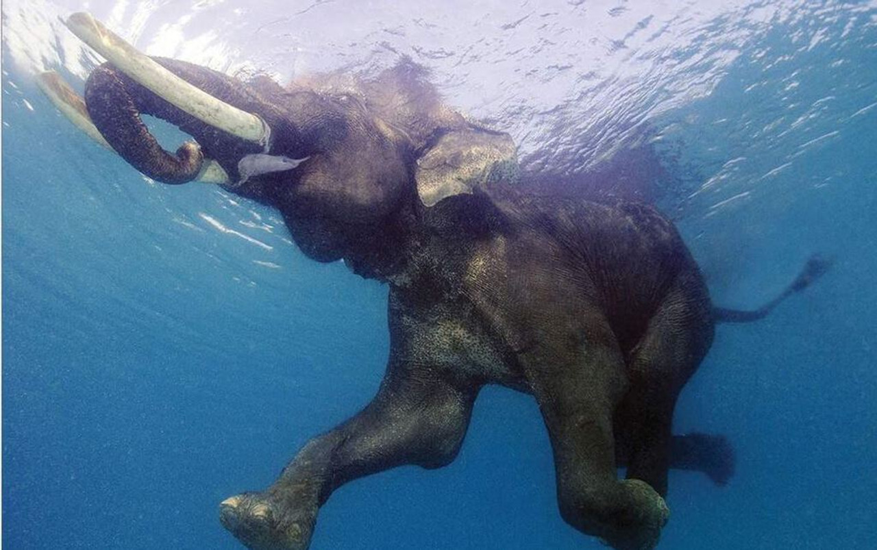 elephant swimming photography