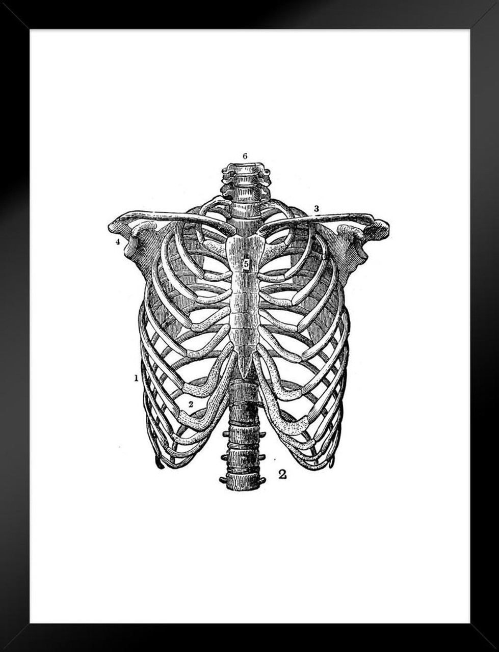 Rib Cage and Heart Art Skeleton Retractable Badge Reel with Alligator  Clip，Name Nurse ID Card Badge Holder Reel, Decorative Custom Badge Holder :  Amazon.in: Office Products