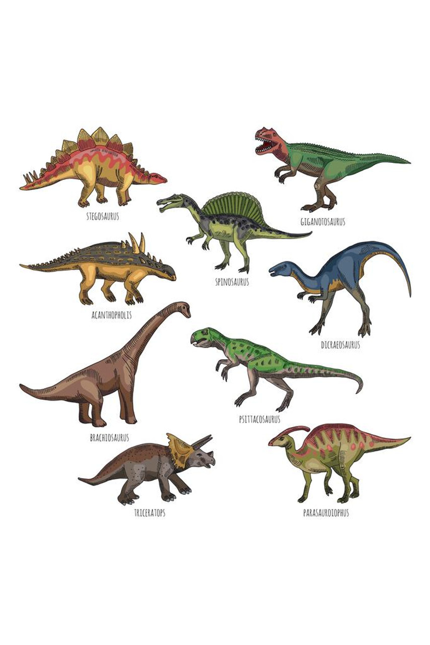 Laminated Different Dinosaurs Types Illustration Dinosaur Poster
