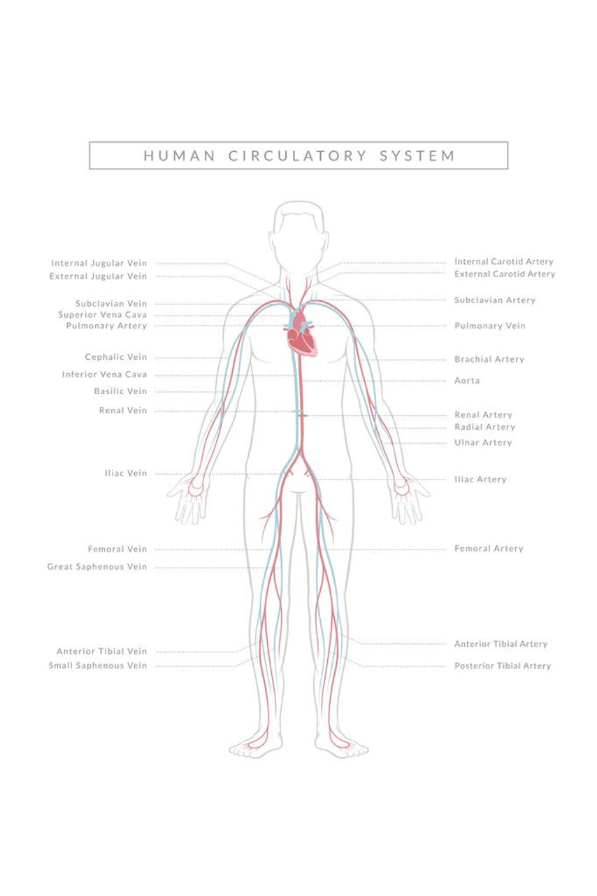 human artery chart