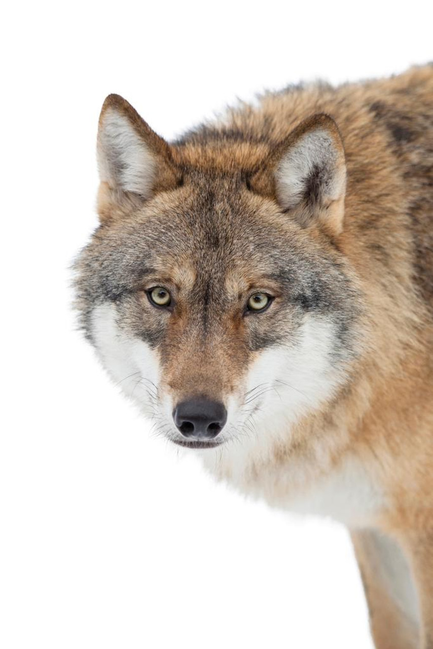 gray wolf face