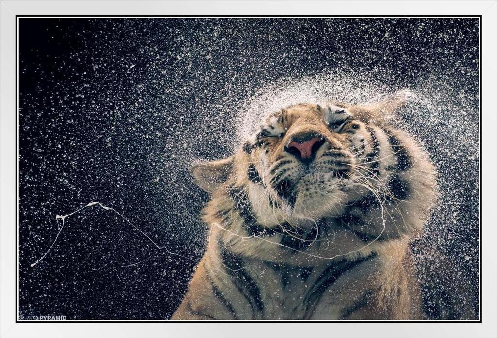 Tiger Poster Rain Wet Shake Shaking Maxi Animal Photo Photography