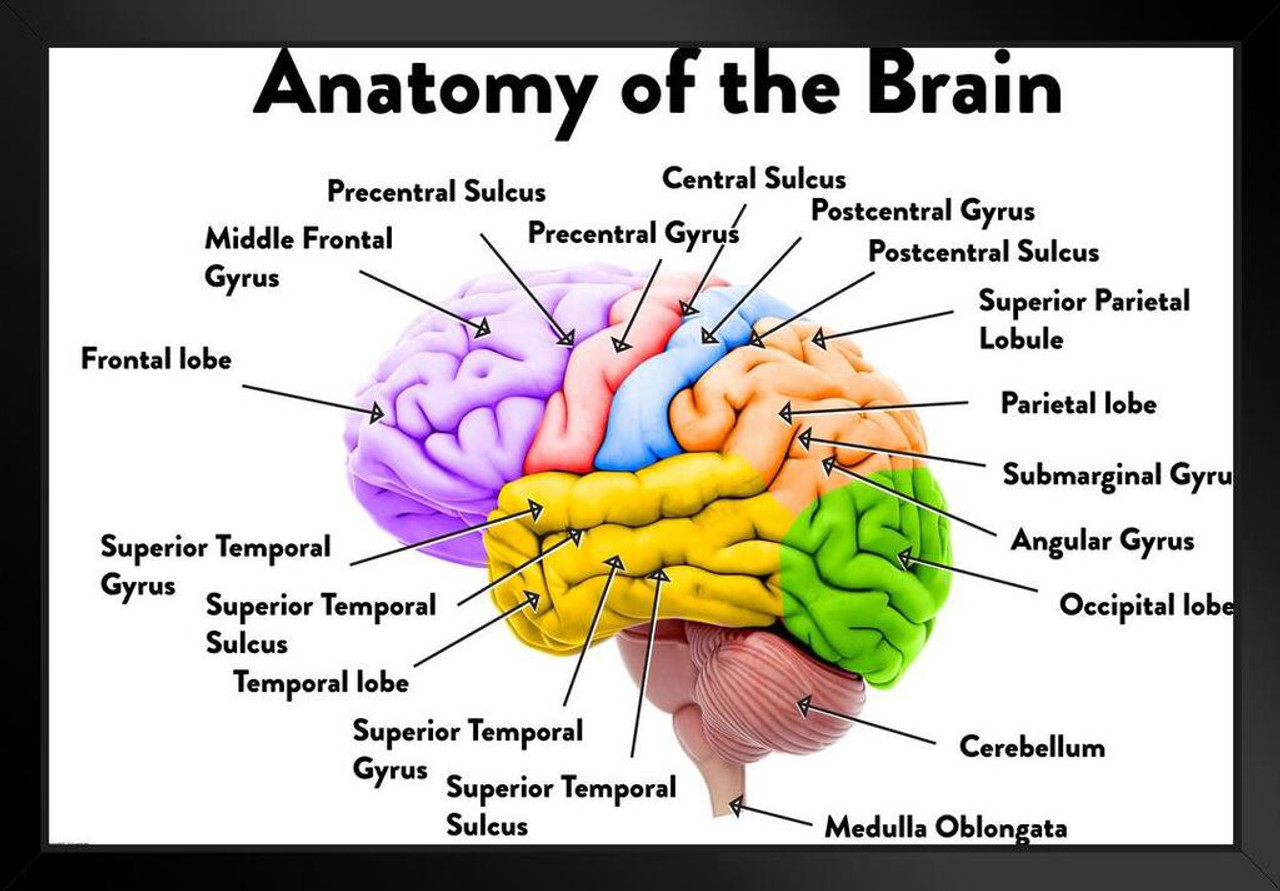 Human Brain Anatomy Regions Labeled Educational Chart Art Print Stand ...