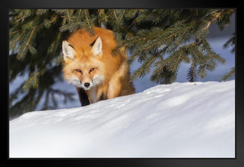 Red Fox Hunting in Snow Photo Snow Pictures for Wall Fox Poster Fox Pictures for Wall Decor Cool Fox Wall Art Fox Animal Decor Wildlife Fox Animal The Fox Hunt Stand or Hang Wood Frame Display 9x13