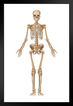 Full Human Skeleton Frontal View Detailed Illustration Medical Chart Art Print Stand or Hang Wood Frame Display Poster Print 9x13