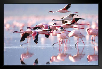 Pink Flamingos Flying Photo Photograph Flamingo Prints Flamingo Wall Decor Beach Theme Bathroom Decor Wildlife Print Pink Flamingo Bird Exotic Beach Poster Stand or Hang Wood Frame Display 9x13