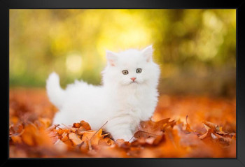 Cute White Kitten Stalking in Autumn Leaves Baby Animal Portrait Photo Cat Poster Cute Wall Posters Kitten Posters for Wall Baby Poster Inspirational Cat Poster Stand or Hang Wood Frame Display 9x13