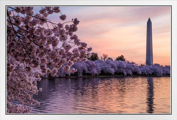 Blossoms Along the Basin Washington Monument Photo Photograph White Wood Framed Poster 20x14