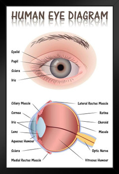 Human Eye Anatomy Medical Chart Educational Diagram Art Print Stand or Hang Wood Frame Display Poster Print 9x13