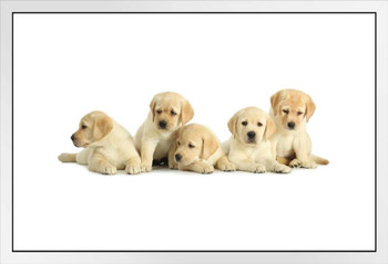 Five Cute Labrador Retriever Puppies on White Photo Photograph White Wood Framed Poster 20x14