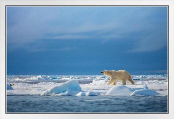 Polar Steps Polar Bear in the Wild Photo White Polar Big Bear Poster Large Bear Picture of a Bear Posters for Wall Bear Print Wall Art Bear Pictures Wall Decor White Wood Framed Art Poster 20x14